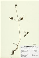 藏品(刻葉紫菫)的圖片